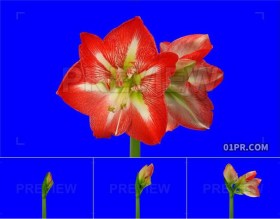红色朱顶红花朵生长开放延时拍摄 PR/AE/FCPX视频素材